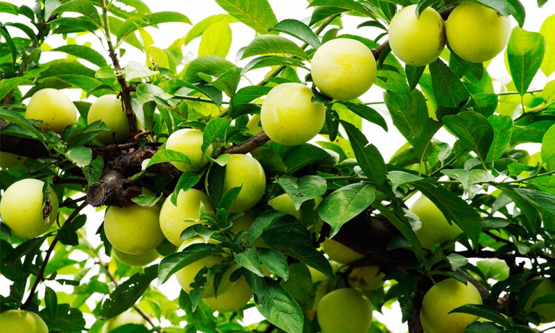 爱游戏体育电竞案例展示六